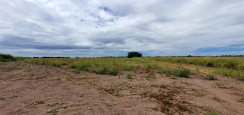 13_2691 | En Venta excelente Predio Agrícola, San Miguel Zapotitlán. | Angulo Bienes Raíces